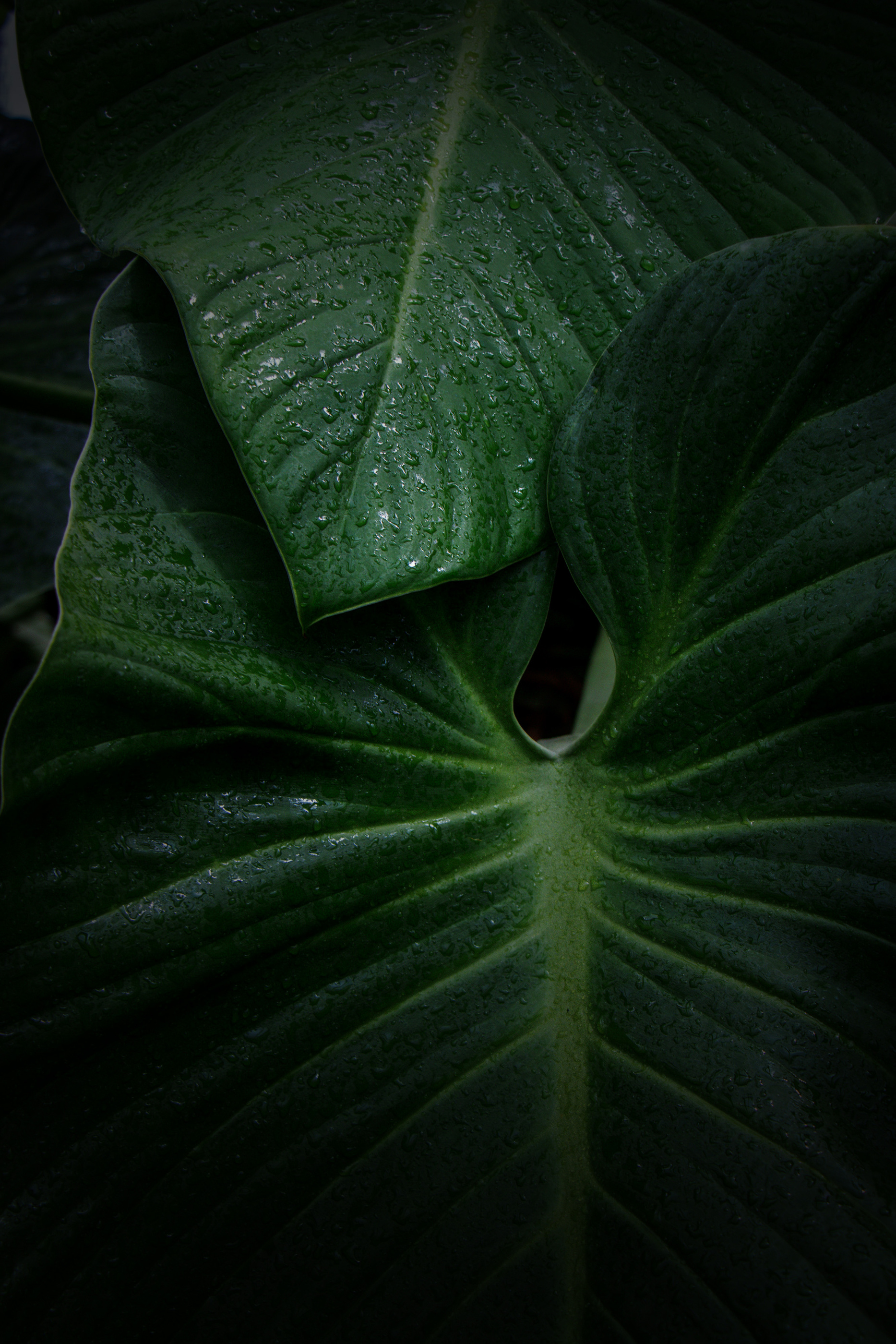 Green Leaves dark tone background