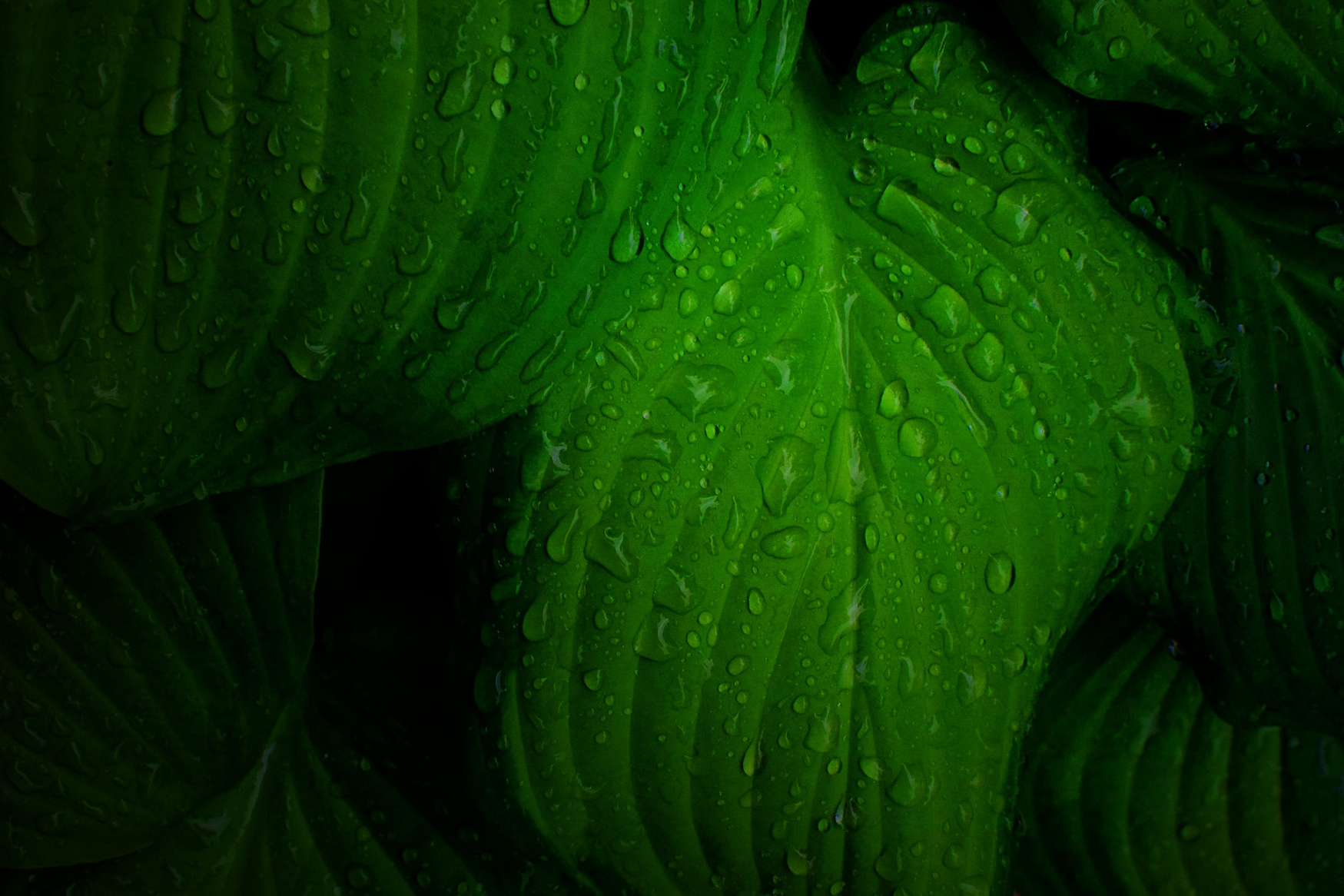 Green Leaves dark tone background